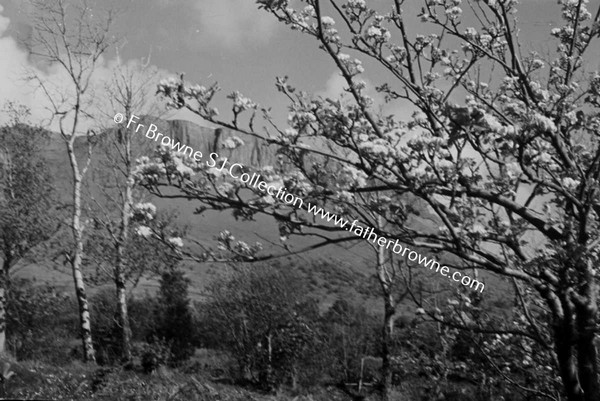 APPLE BLOSSOMS 